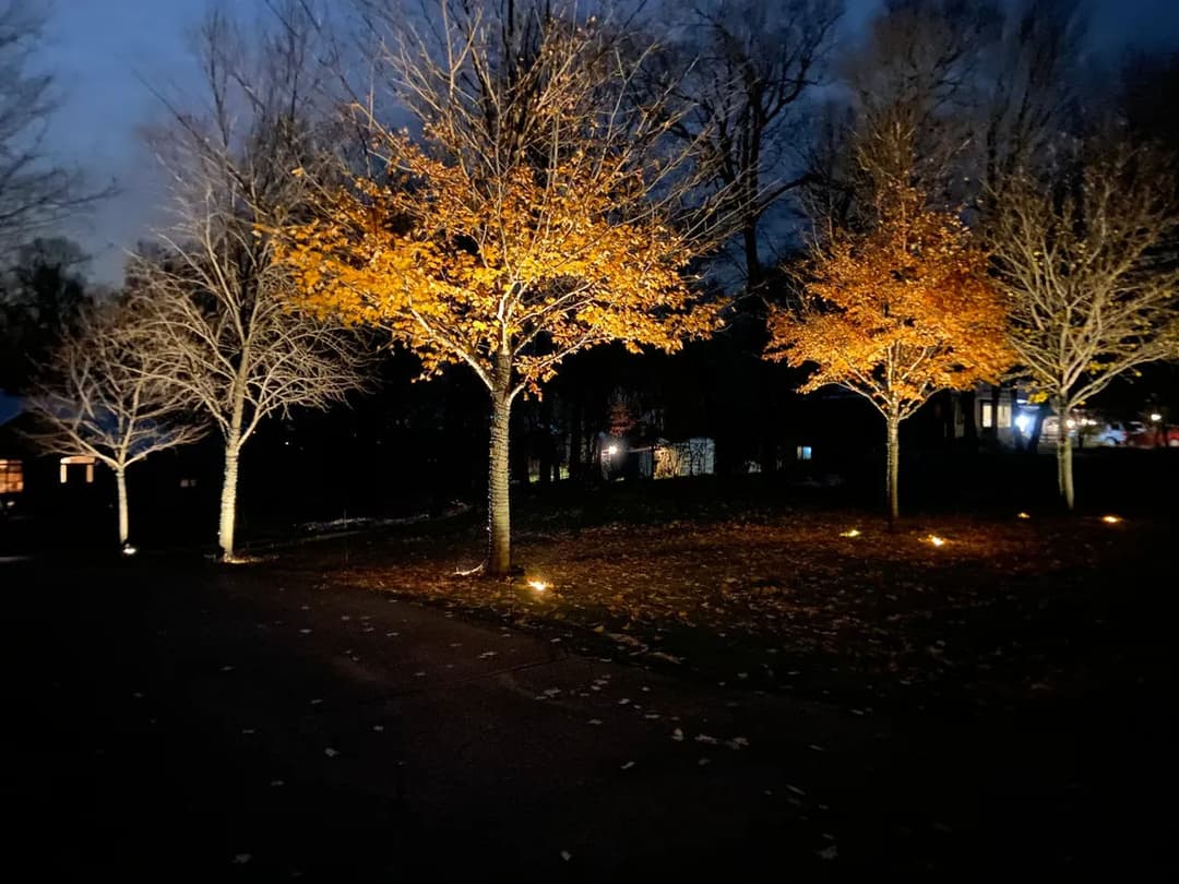 Illuminated autumn trees at dusk, showcasing vibrant orange leaves in a serene landscape.