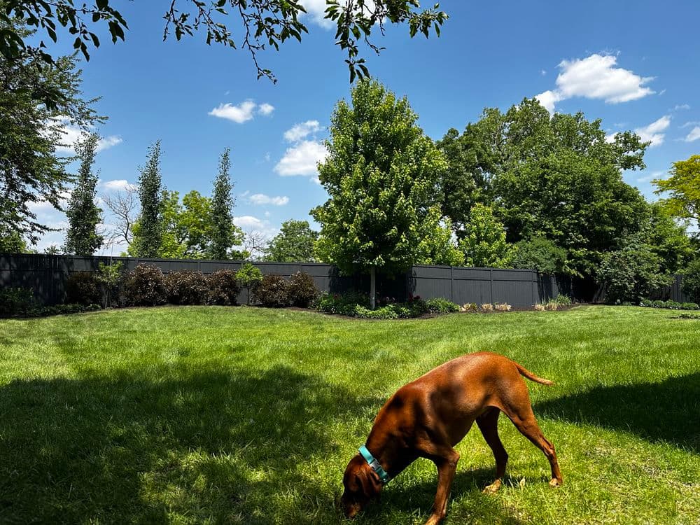 Brown dog sniffing the grass in a sunny backyard with trees and a black fence.